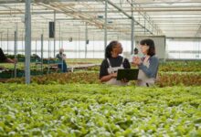 Programa de Pós-Graduação em Produção Vegetal na UFMG em Montes Claros recebe inscrições até 2 de novembro